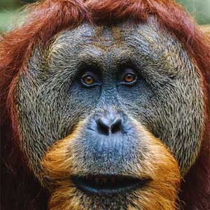 Saturn V carrying Apollo 11